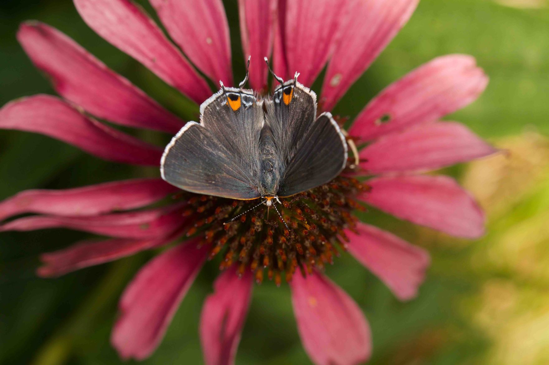 Hairstreak
